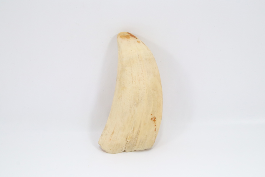 Hvaltann, naturlig patina
