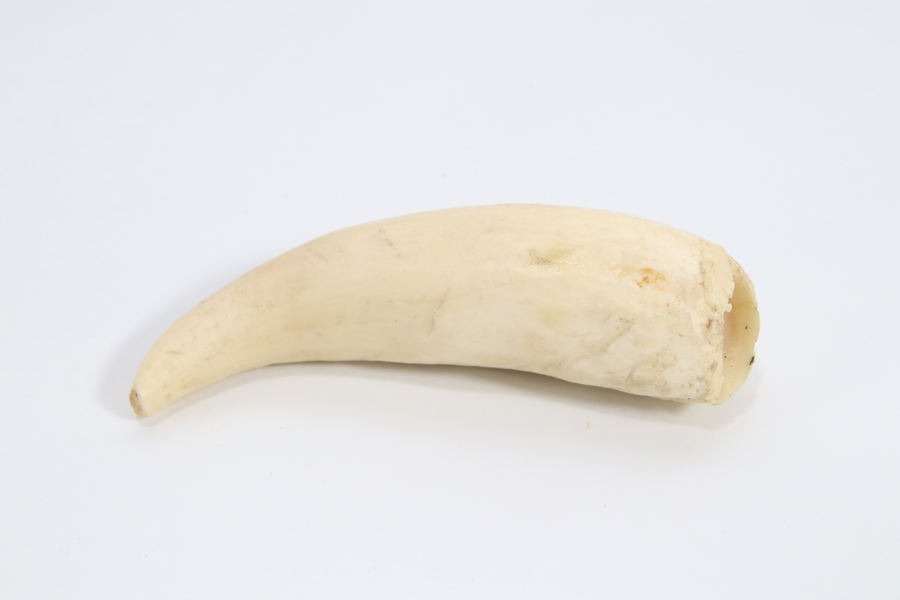 Hvaltann, kort buet form
