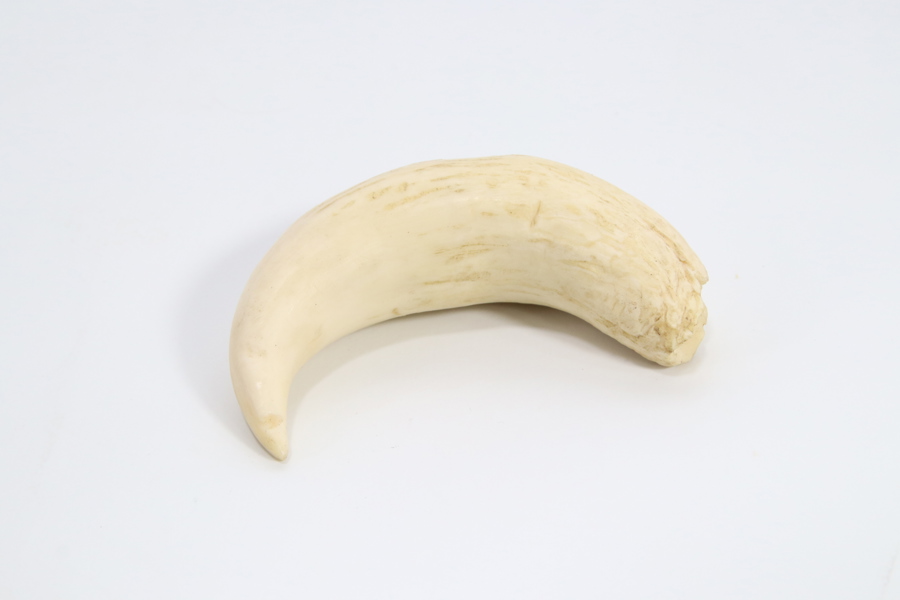 Hvaltann, kort og buet form
