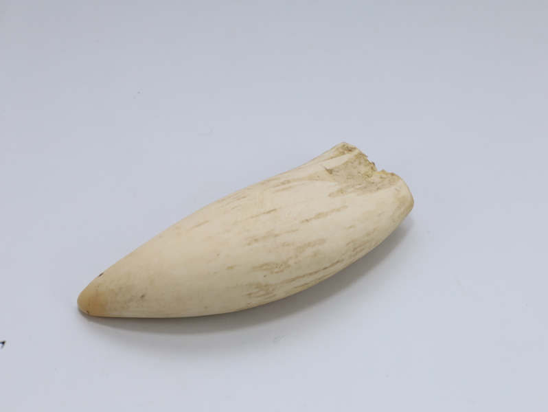 Hvaltanntann – lengde 14,7 cm - Sendes kun i Norge