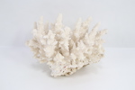 Naturlig hvit korall – dekorativ samlergjenstand