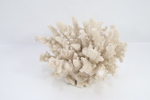 Naturlig hvit korall – dekorativ samlergjenstand