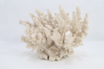Naturlig hvit korall – dekorativ samlergjenstand